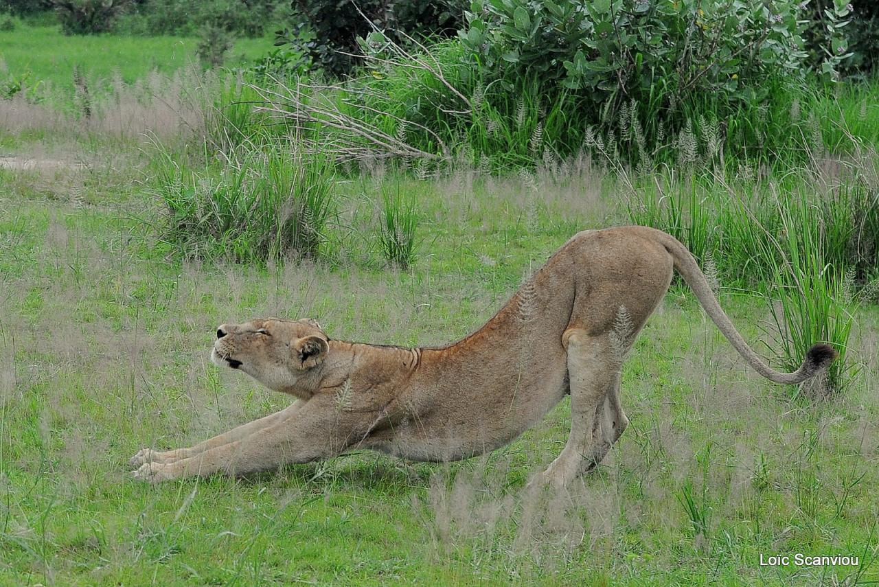 Lion (50)