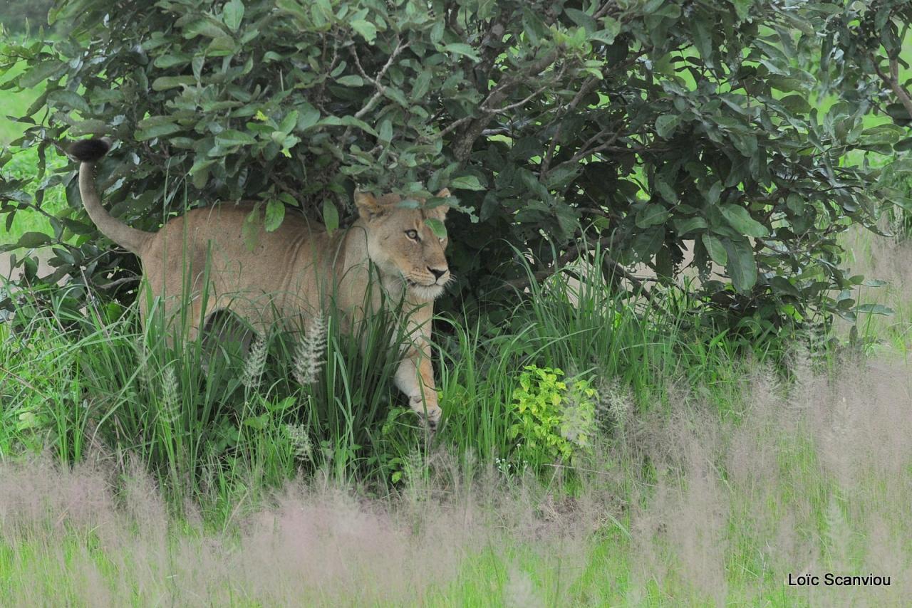 Lion (51)