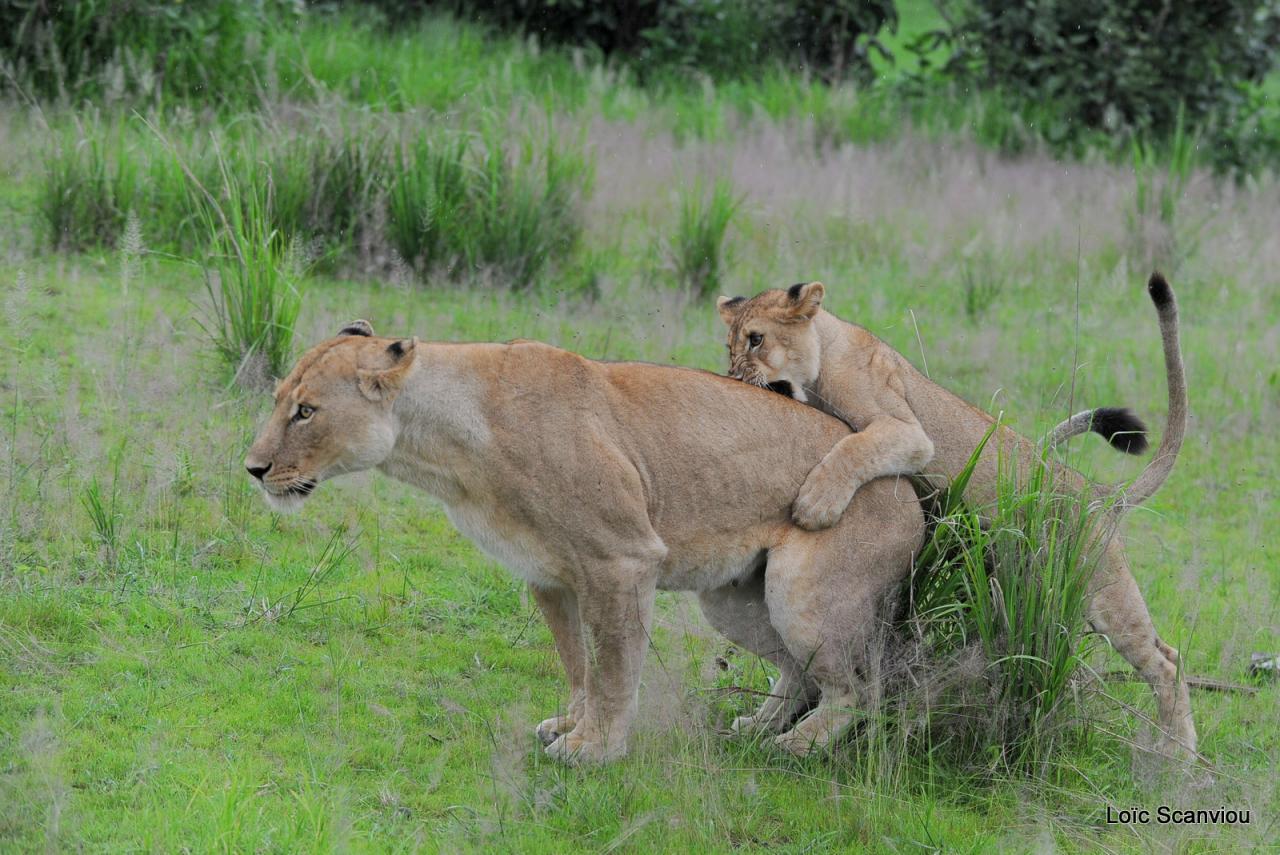 Lion (52)