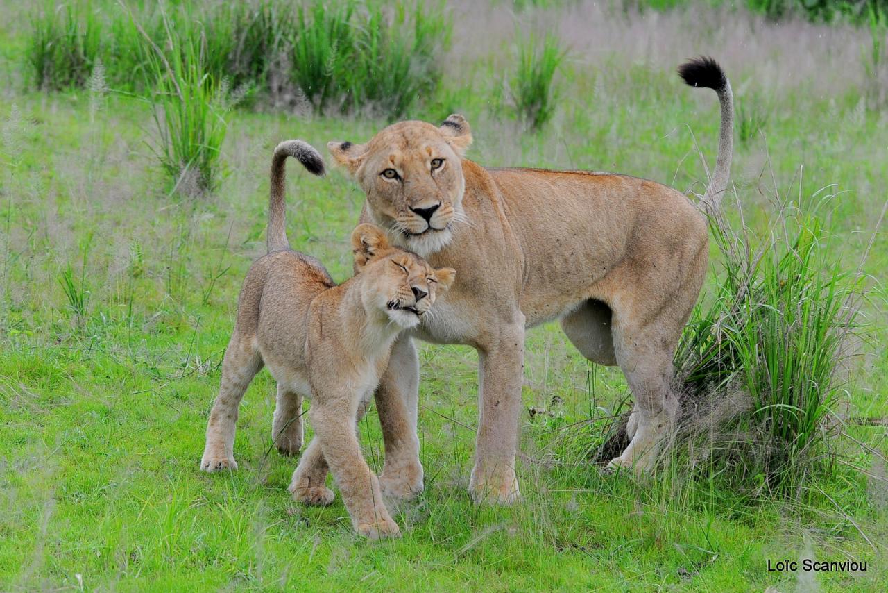Lion (53)