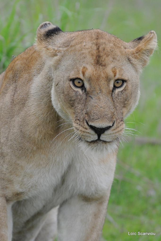 Lion (54)