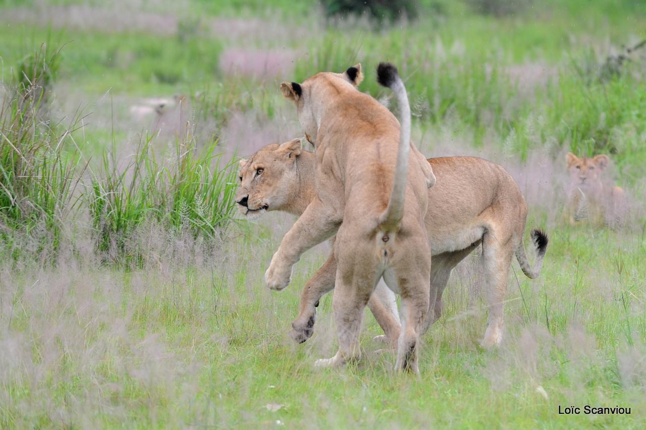Lion (56)
