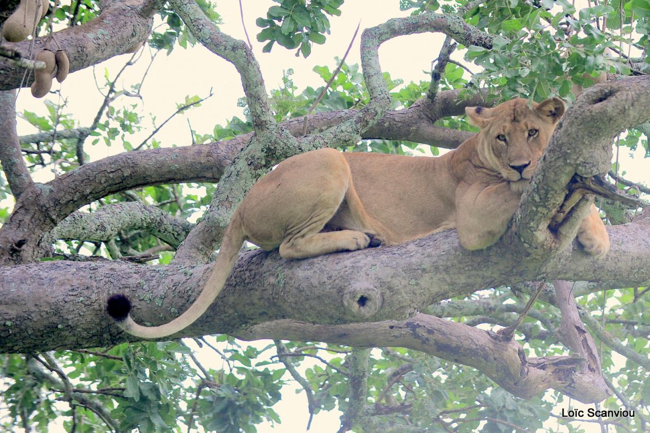 Lion dans un arbre/Lion on a tree (11)