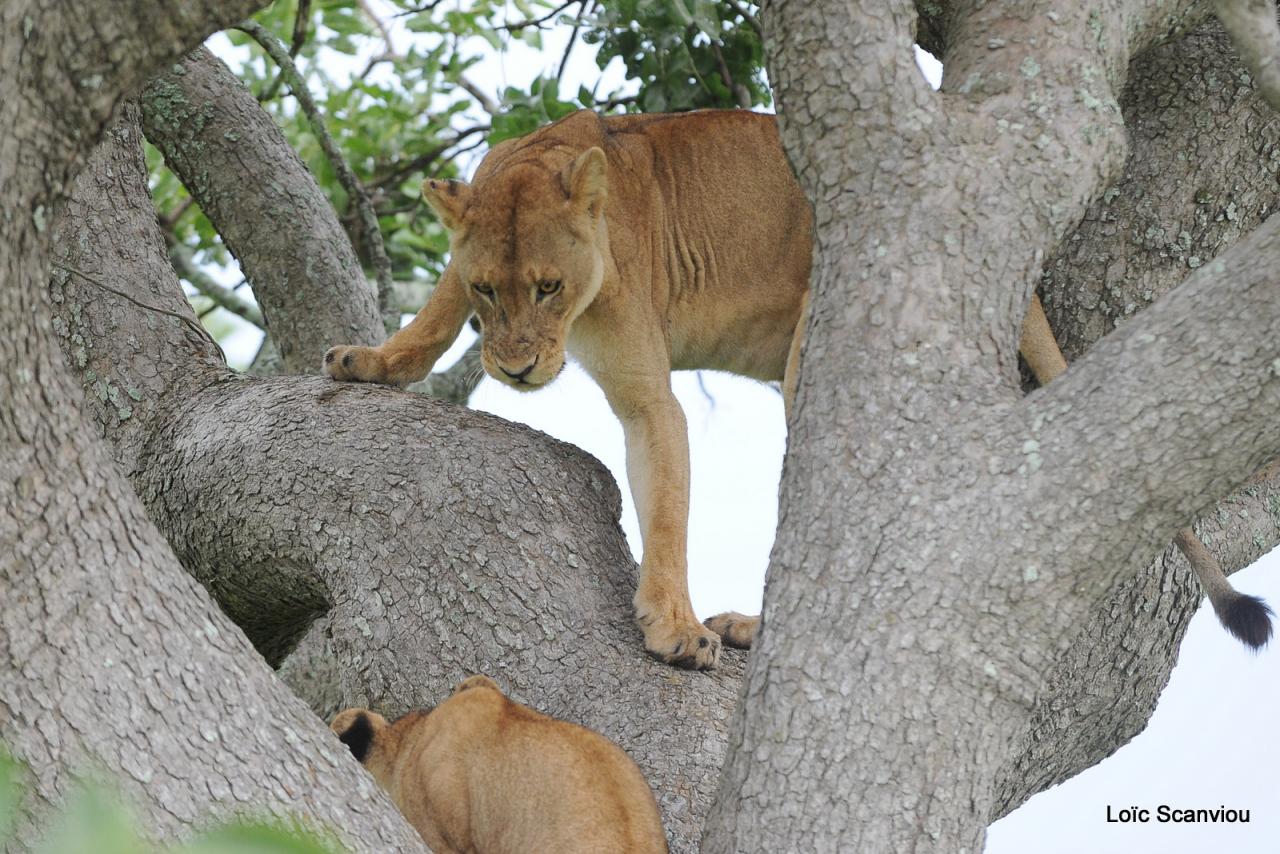 Lion dans un arbre/Lion on a tree (14)