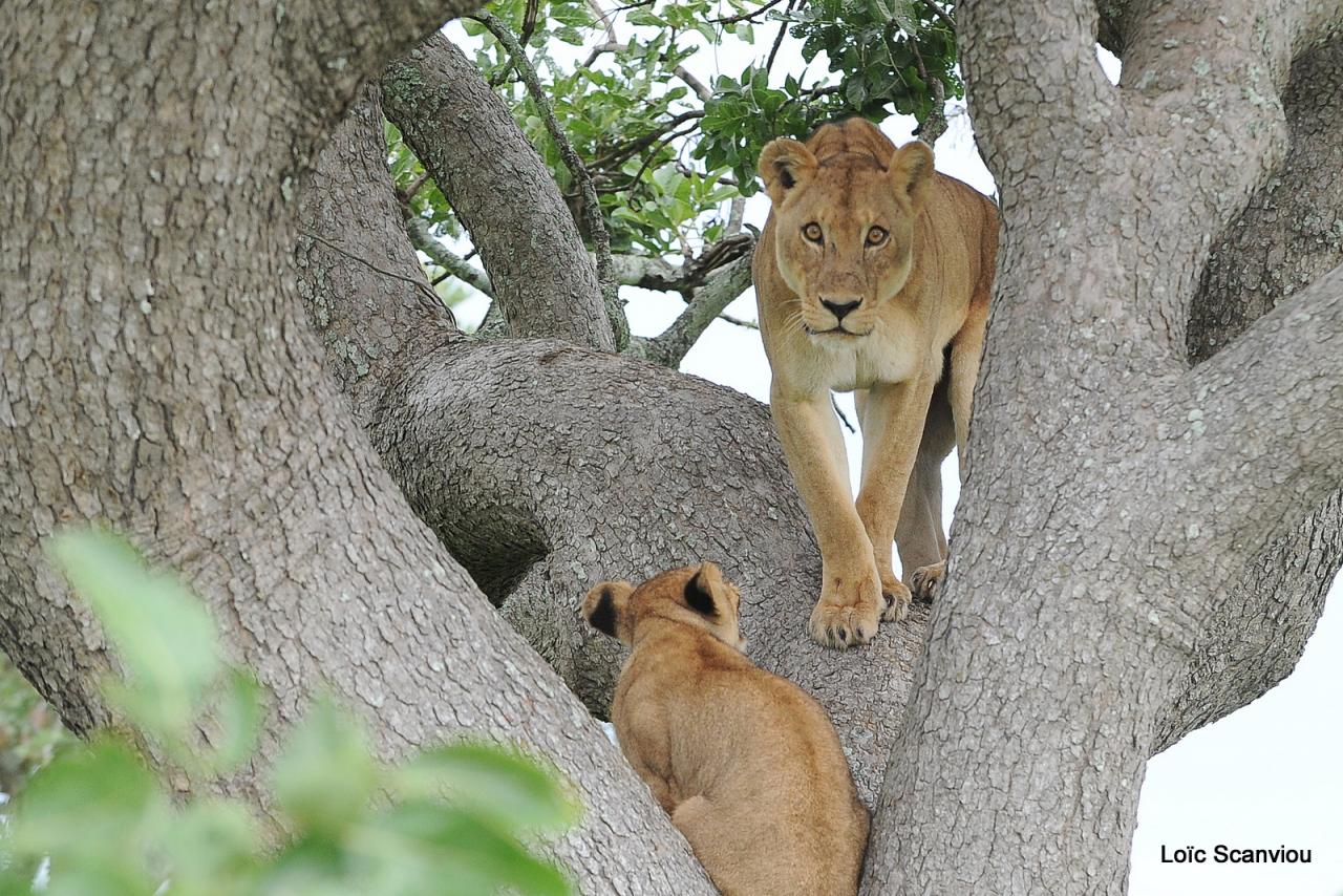 Lion dans un arbre/Lion on a tree (15)