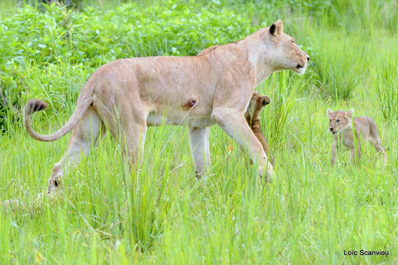 Lion (57)