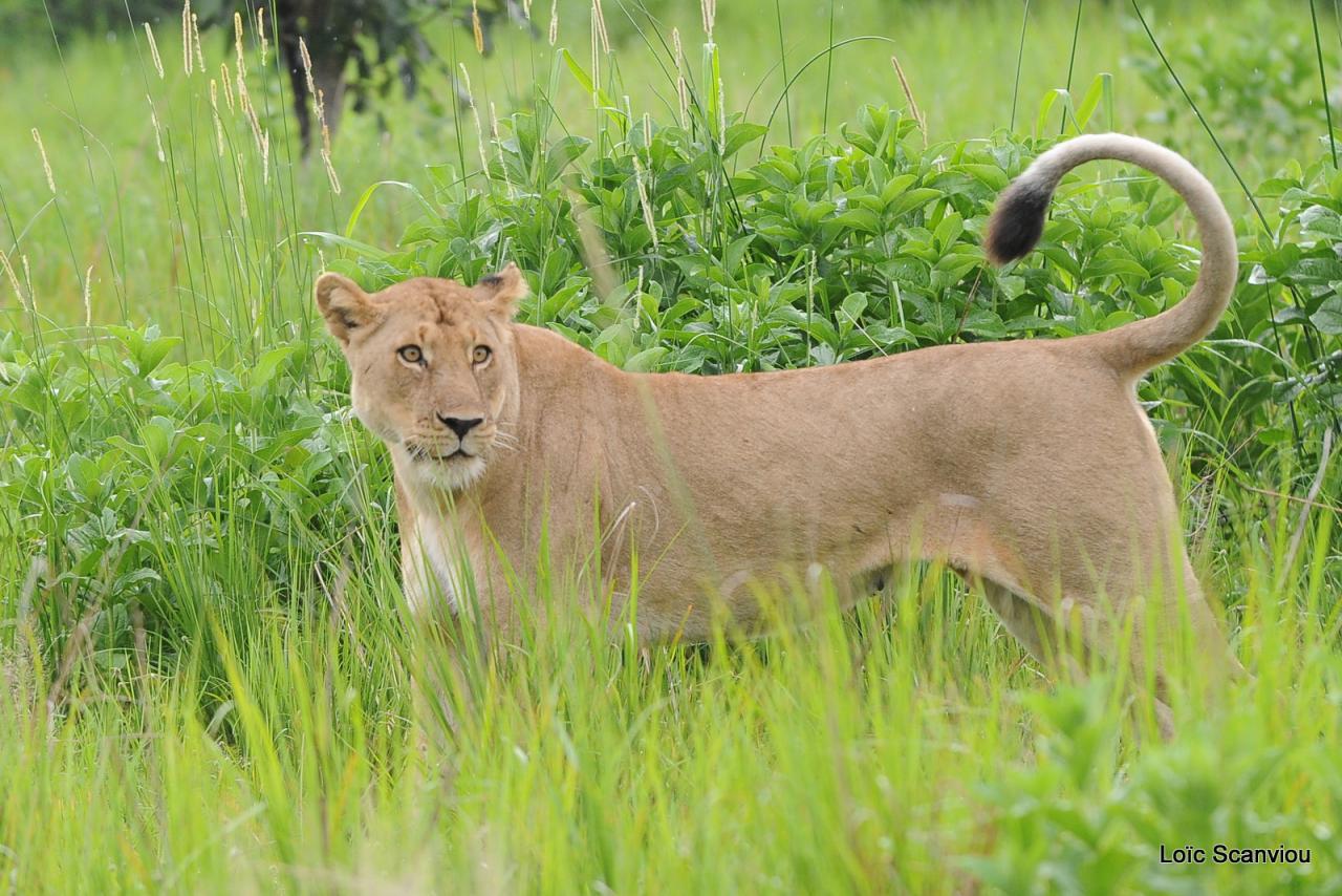 Lion (58)