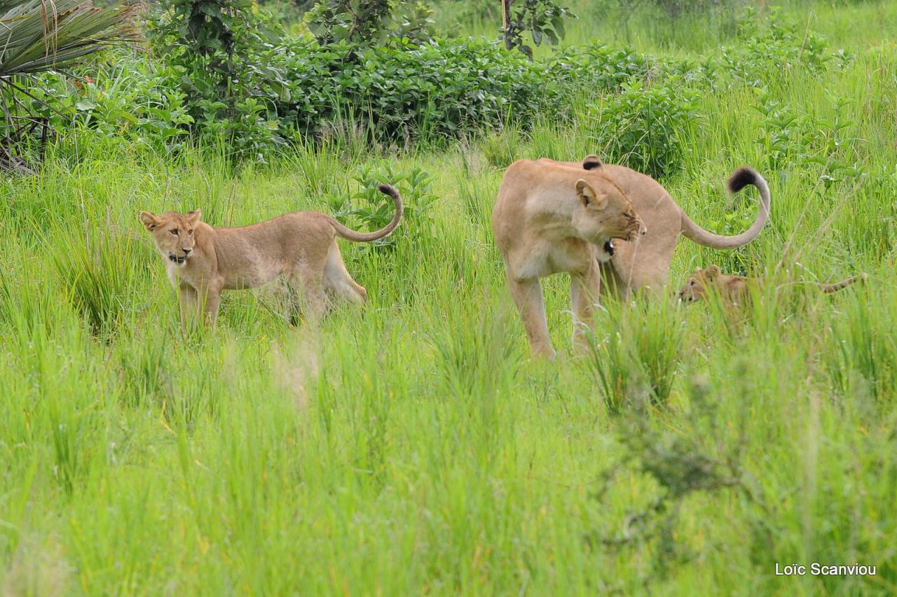 Lion (59)