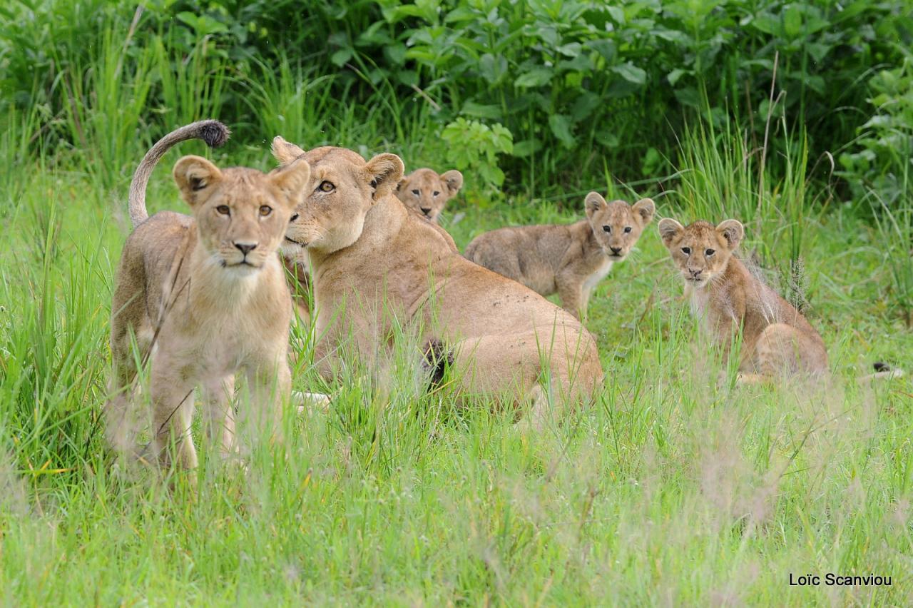 Lion (60)
