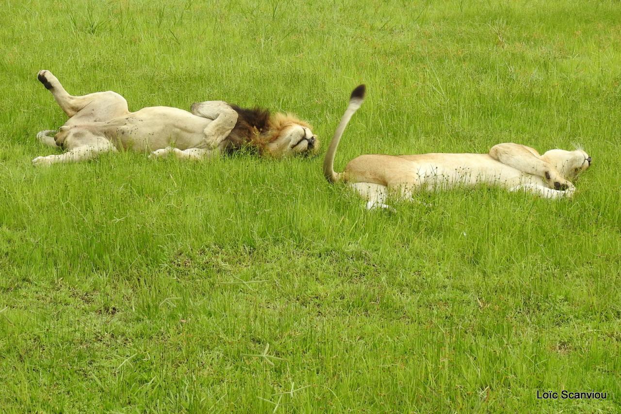 Lion (61)