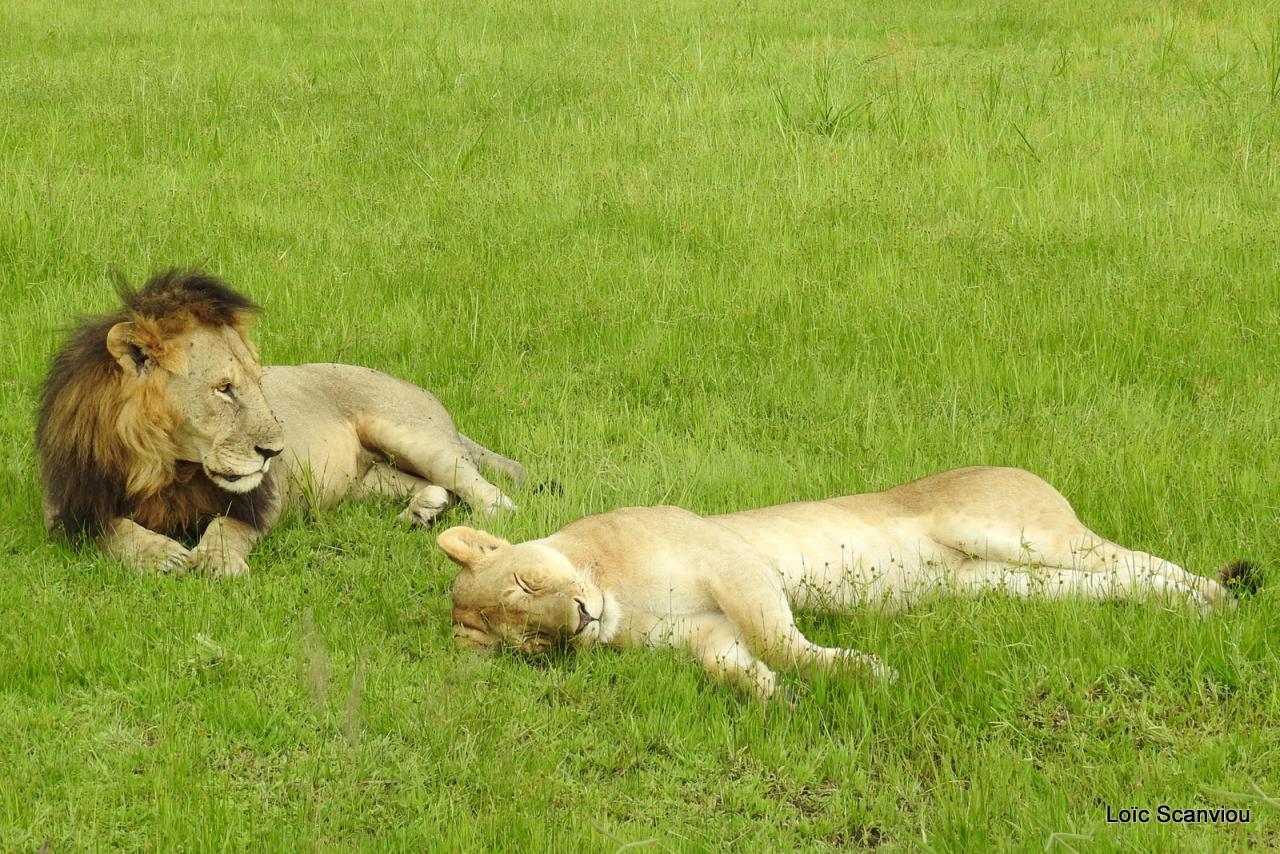 Lion (62)