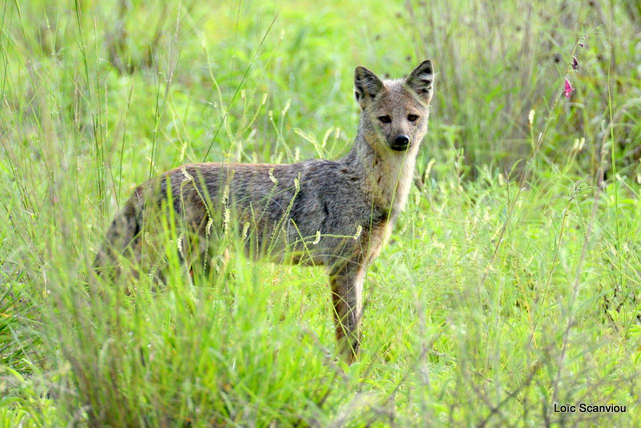 Chacal à flancs rayé/Striped Jackal (1)