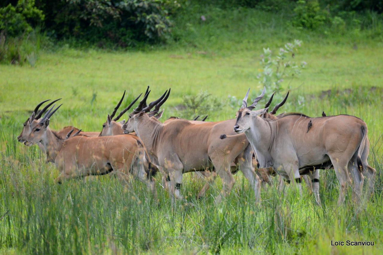Eland du Cap/Cape Eland (3)