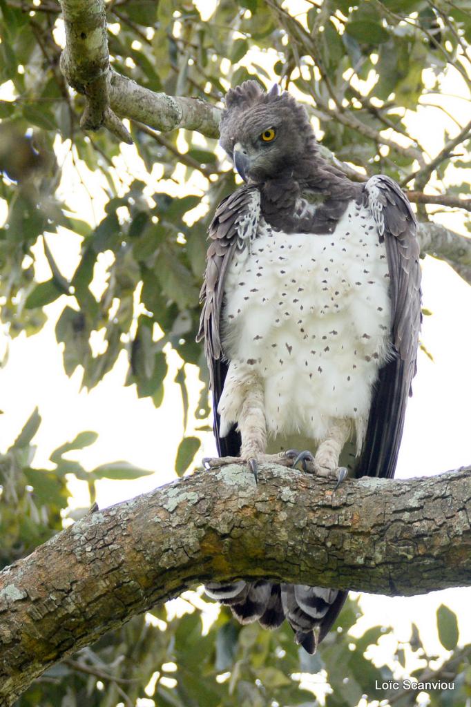 Aigle martial/Martial Eagle (5)