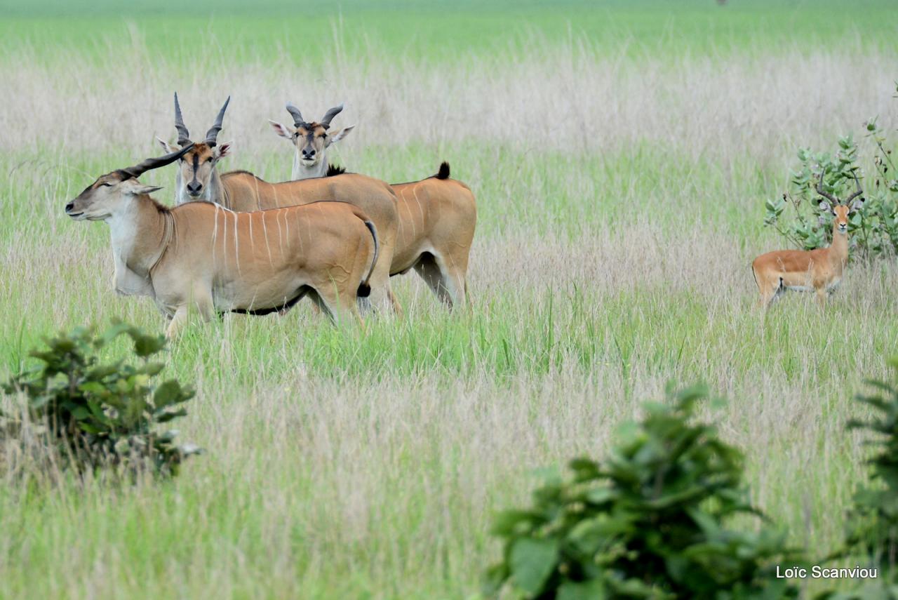 Eland du Cap/Cape Eland (5)