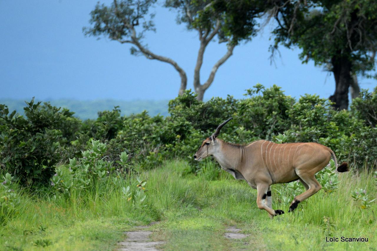 Eland du Cap/Cape Eland (6)