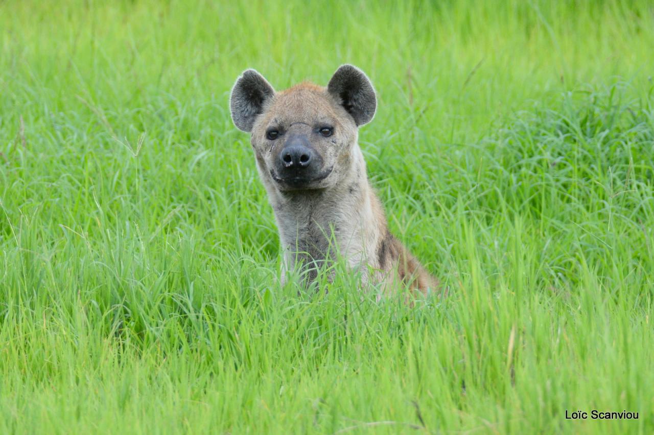 Hyène tachetée/Spotted Hyena (1)