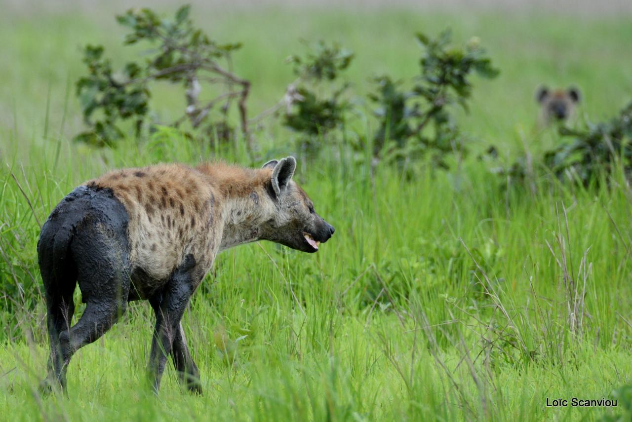 Hyène tachetée/Spotted Hyena (2)