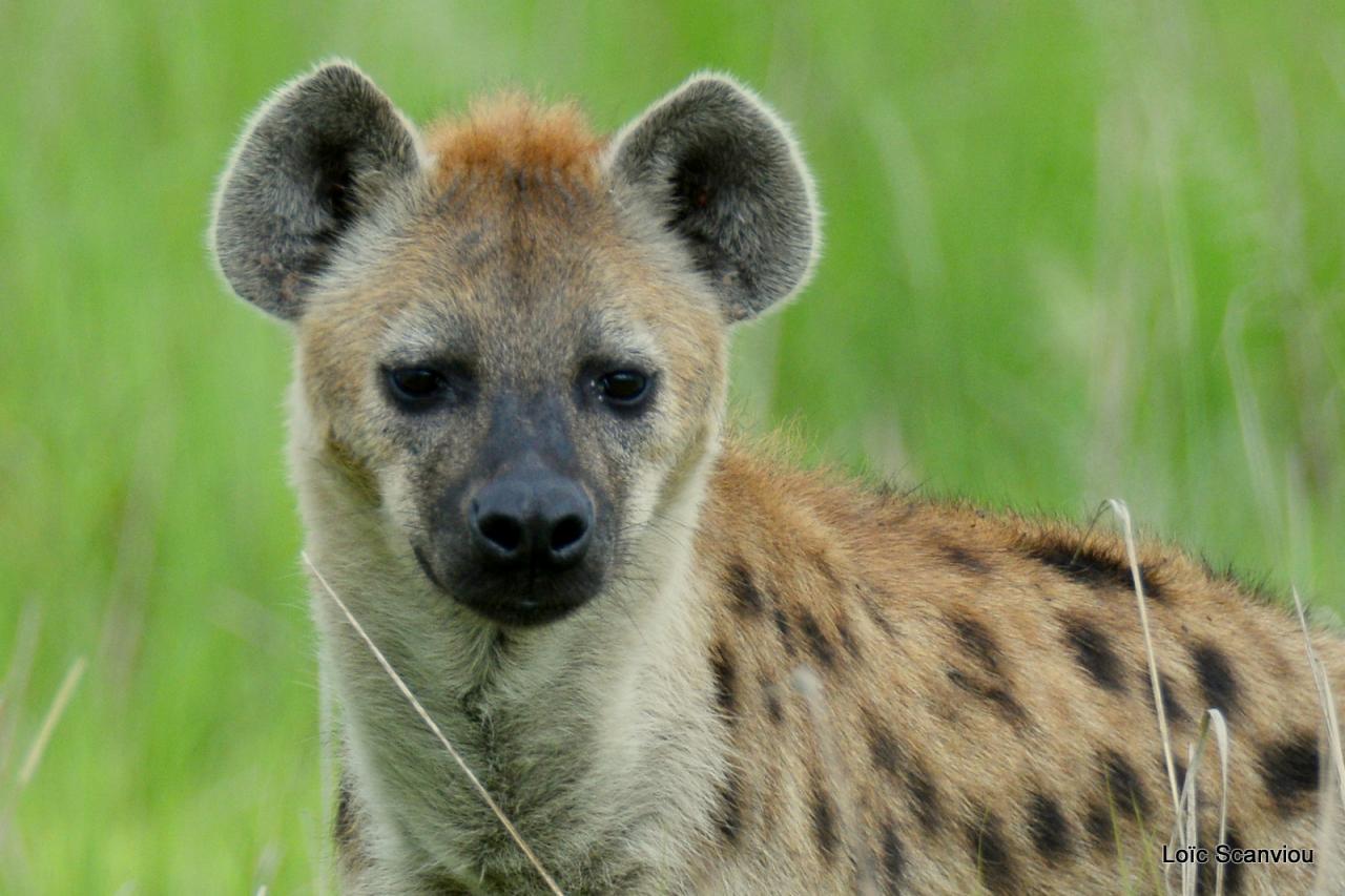 Hyène tachetée/Spotted Hyena (3)