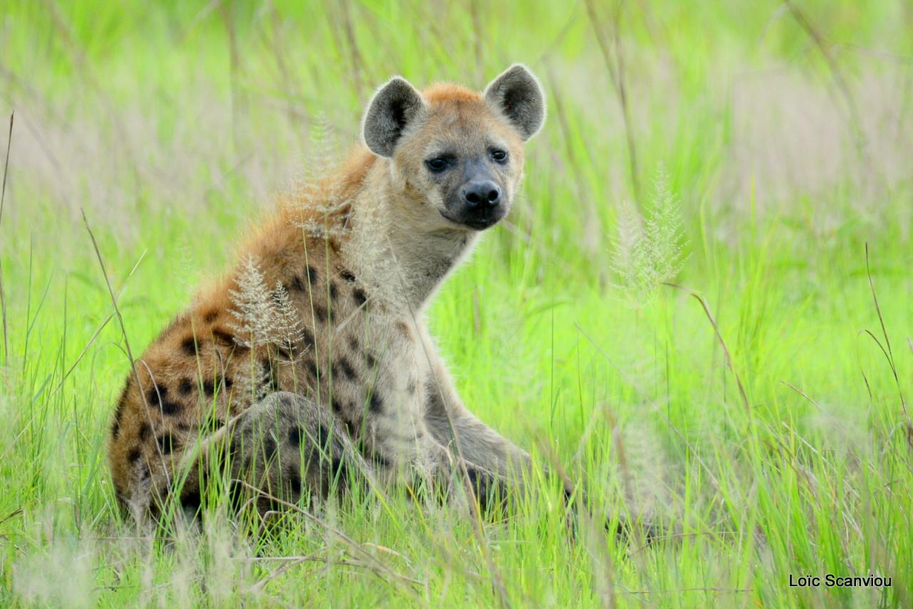 Hyène tachetée/Spotted Hyena (4)