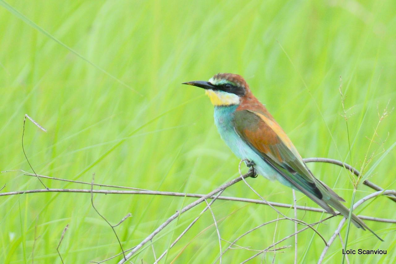 Guêpier d'Europe/European Bee-eater (1)