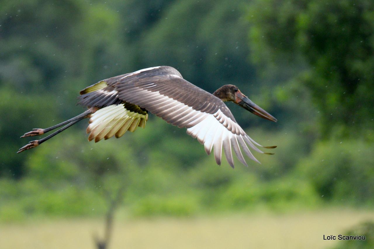 Jabiru d'Afrique/Saddle-billed Stork (10)