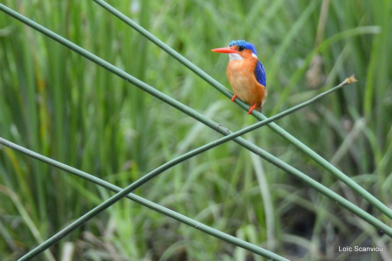 Martin-pêcheur huppé/Malachite Kingfisher (2)