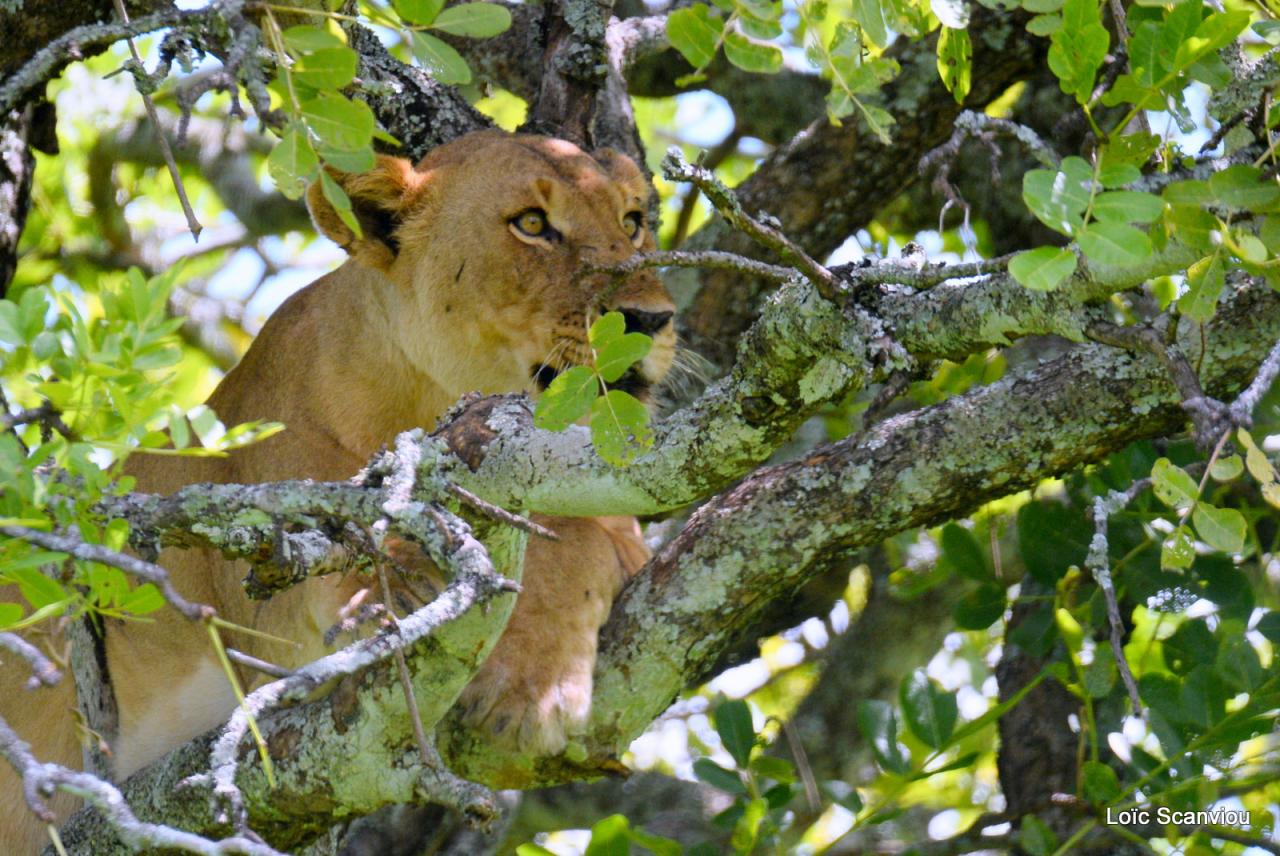 Lion dans un arbre/Lion on a tree (17)