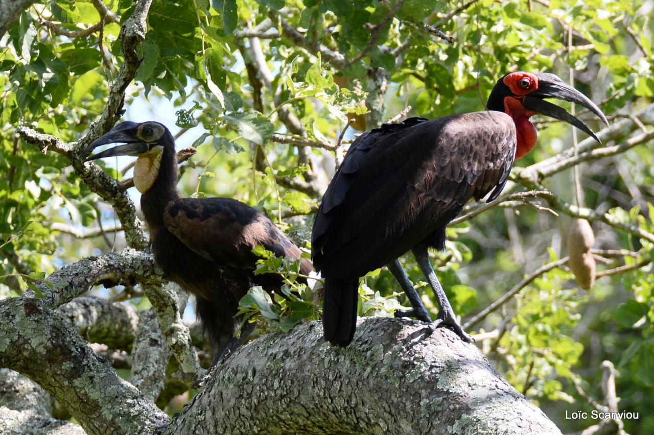 Bucorve/Ground Hornbill (1)