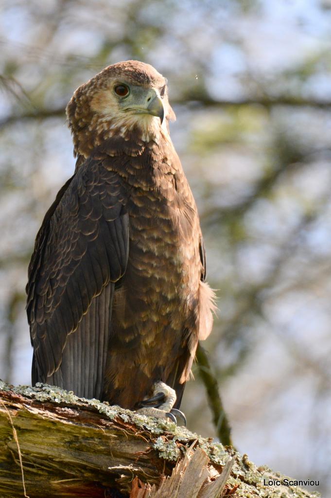 Aigle bateleur/Bateleur Eagle (2)