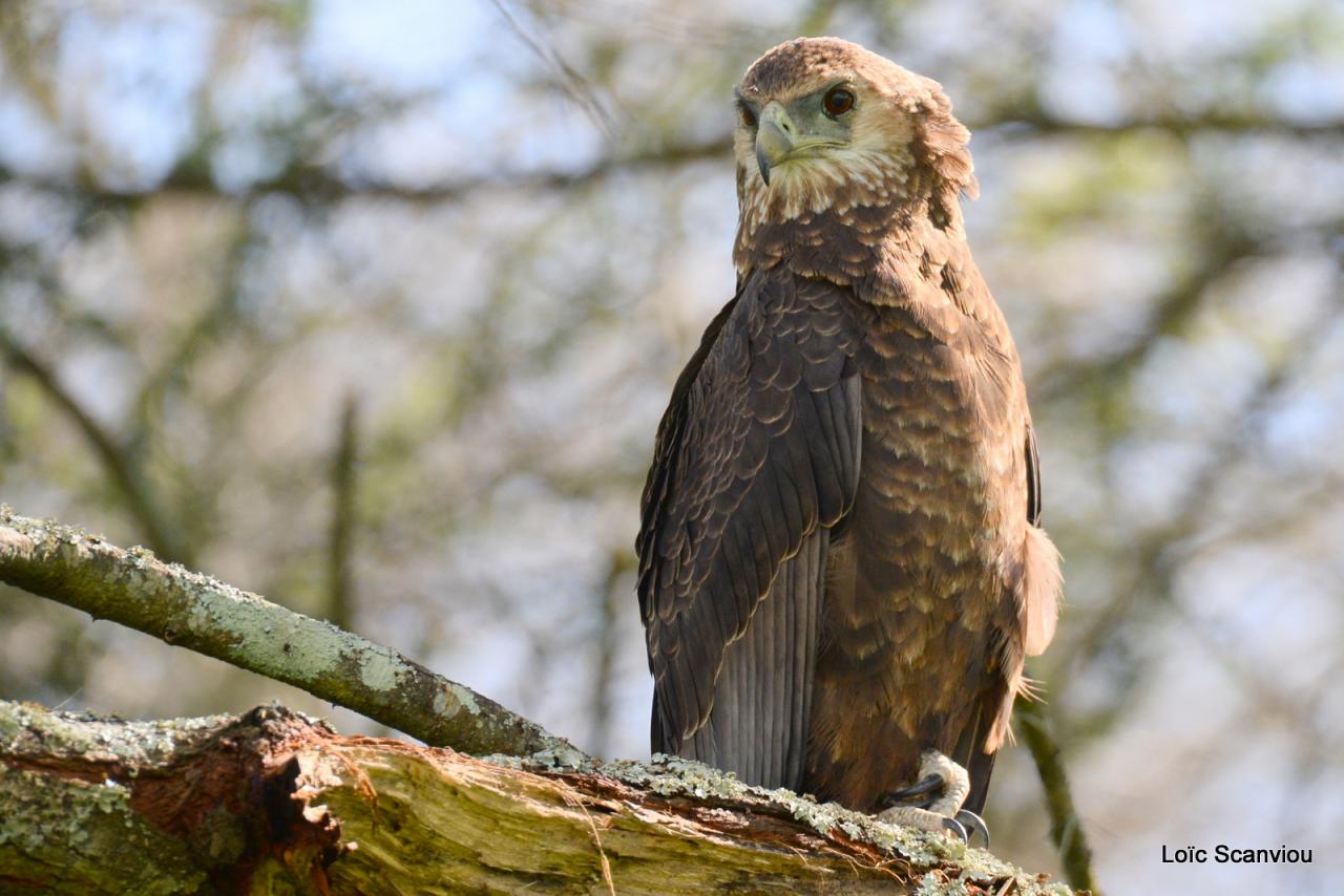 Aigle bateleur/Bateleur Eagle (3)