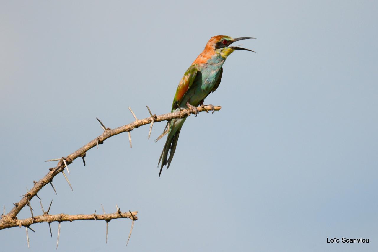 Guêpier d'Europe/European Bee-eater (2)