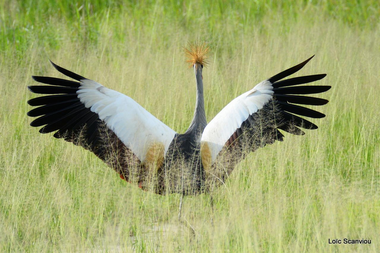 Grue couronnée/Grey-crowned Crane (1)