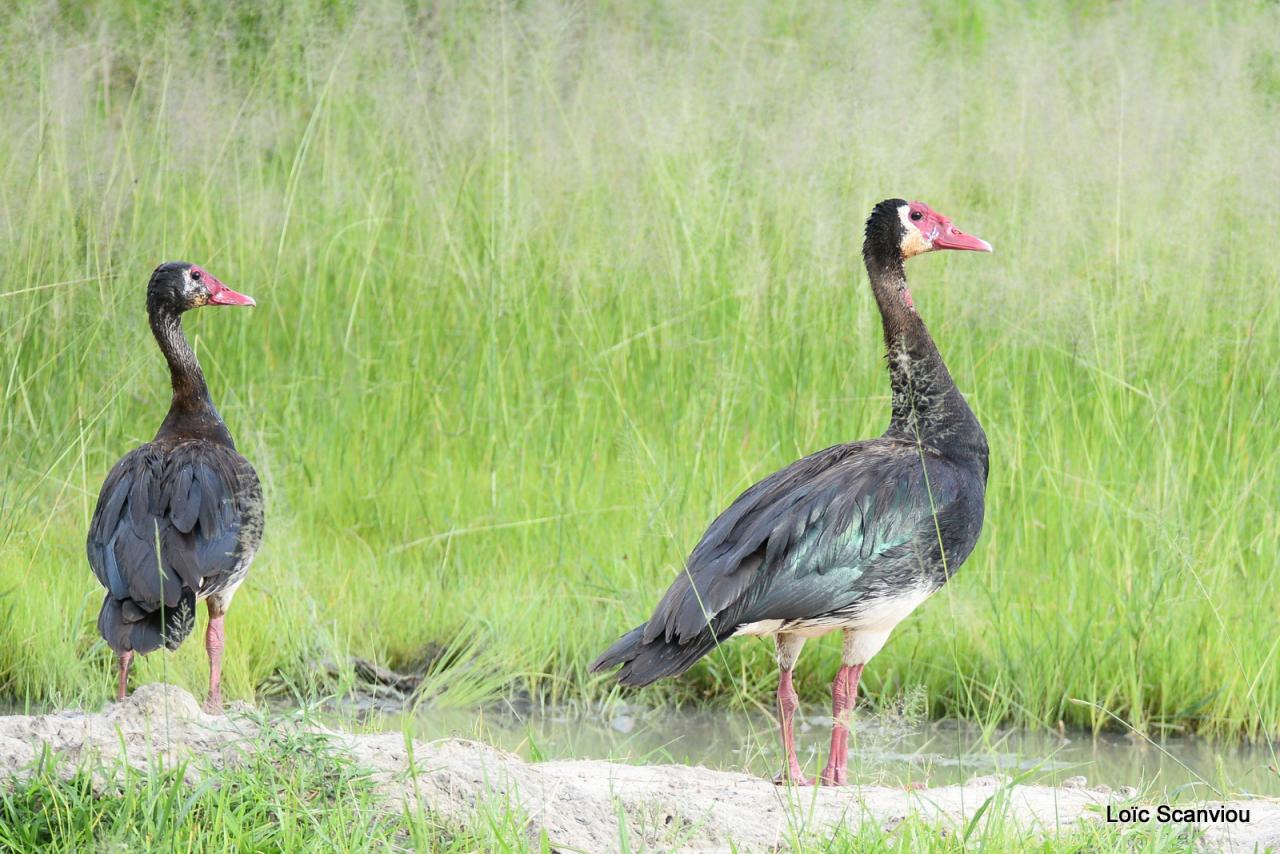 Oie armée de Gambie/Spur-winged Goose (1)