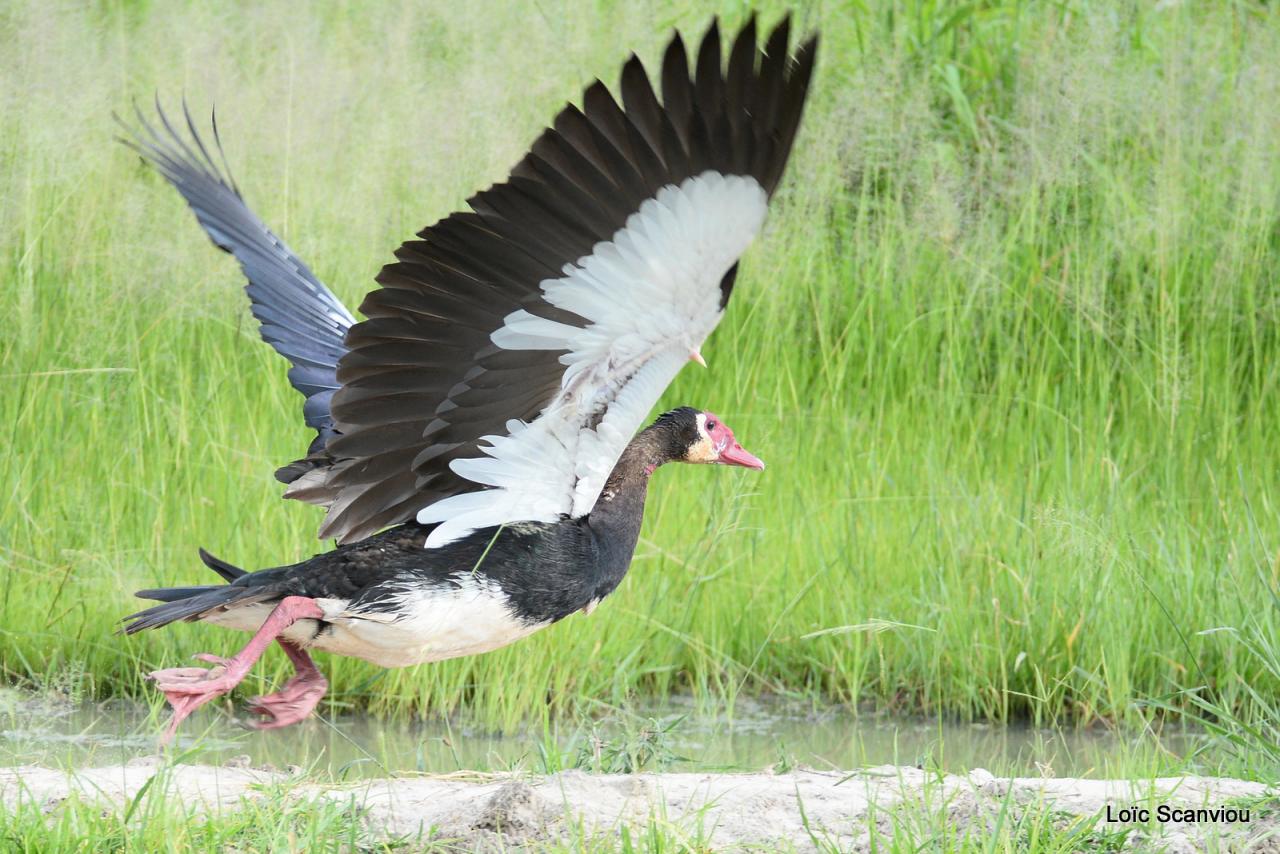 Oie armée de Gambie/Spur-winged Goose (2)