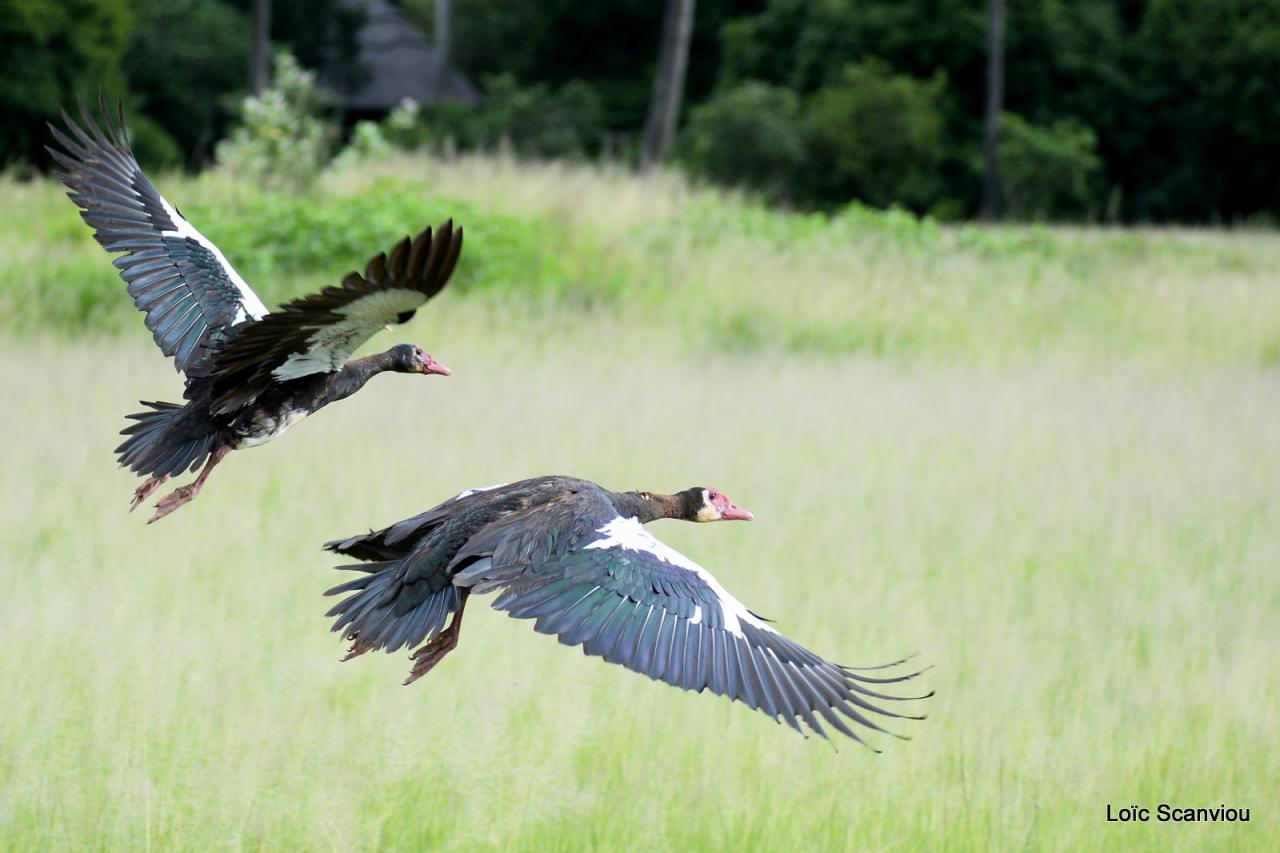 Oie armée de Gambie/Spur-winged Goose (3)