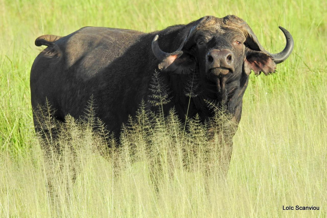 Buffle du Cap/Cape Buffalo (13)