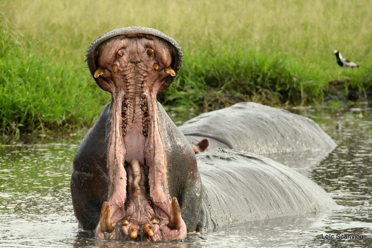 Hippopotame/Hippopotamus (20)