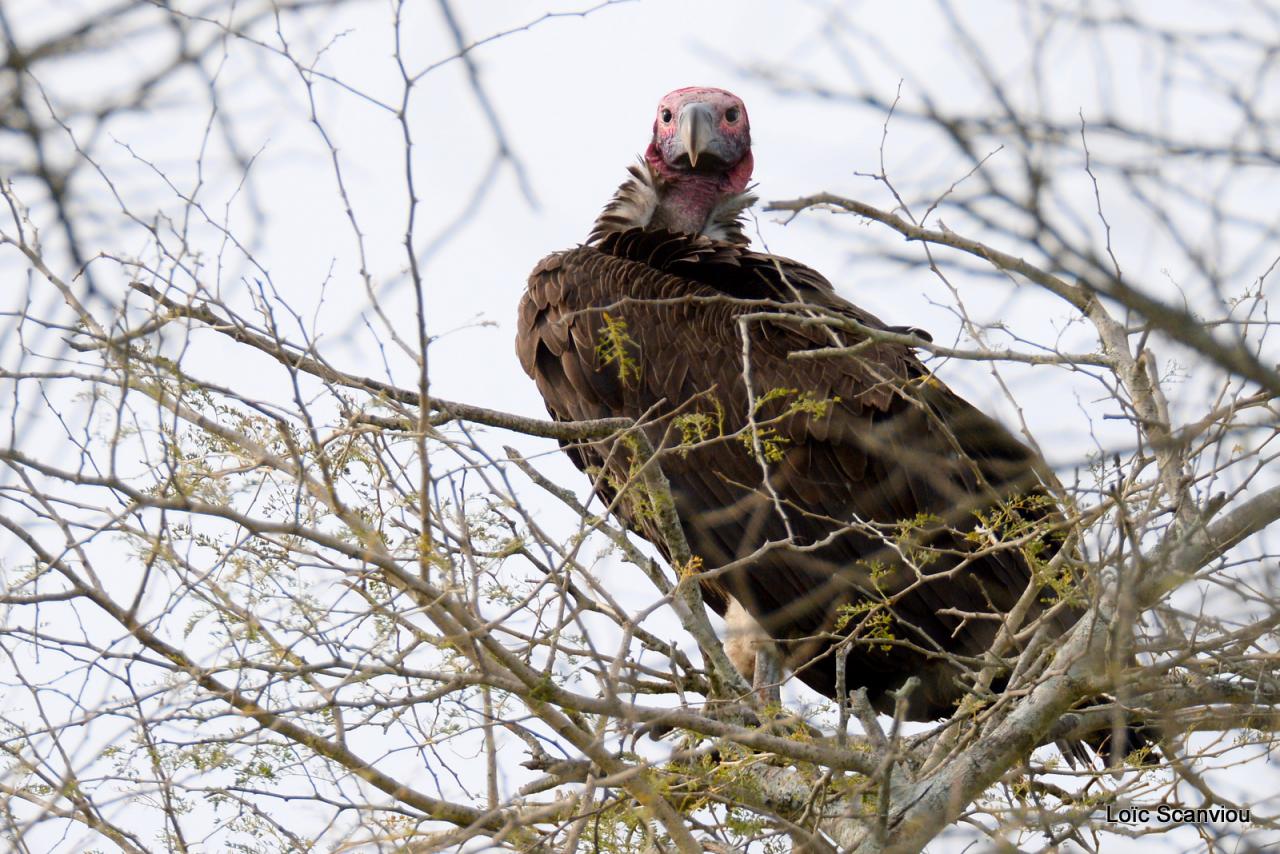 Vautour oricou/Lappet-faced Vulture (1)