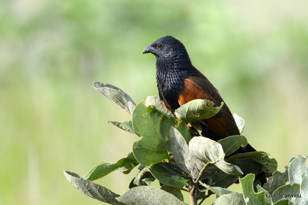 Coucal noir/Black Coucal (1)