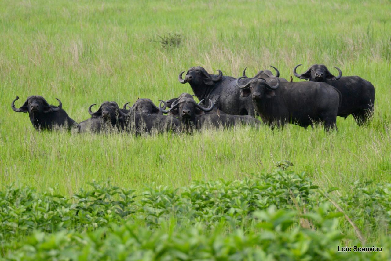 Buffle du Cap/Cape Buffalo (4)