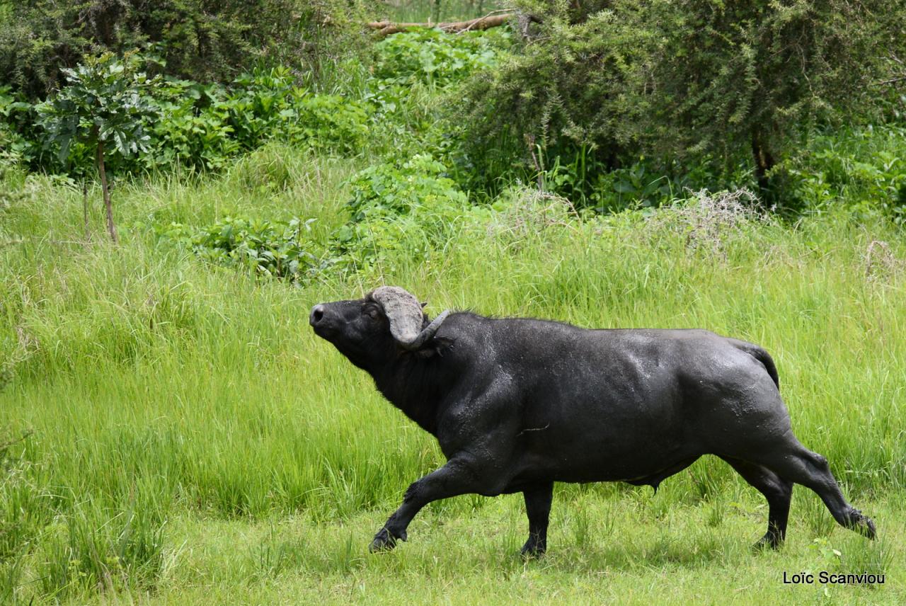 Buffle du Cap/Cape Buffalo (2)