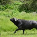 Buffle du Cap/Cape Buffalo (2)