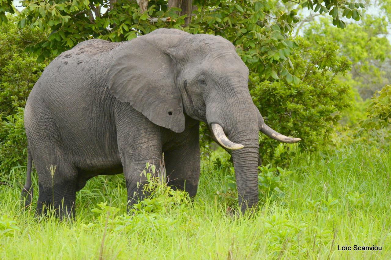 Eléphant (1)