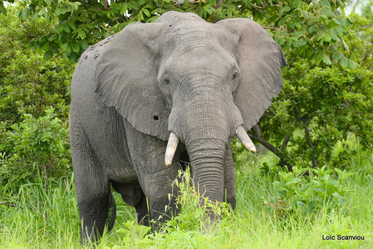 Eléphant (2)