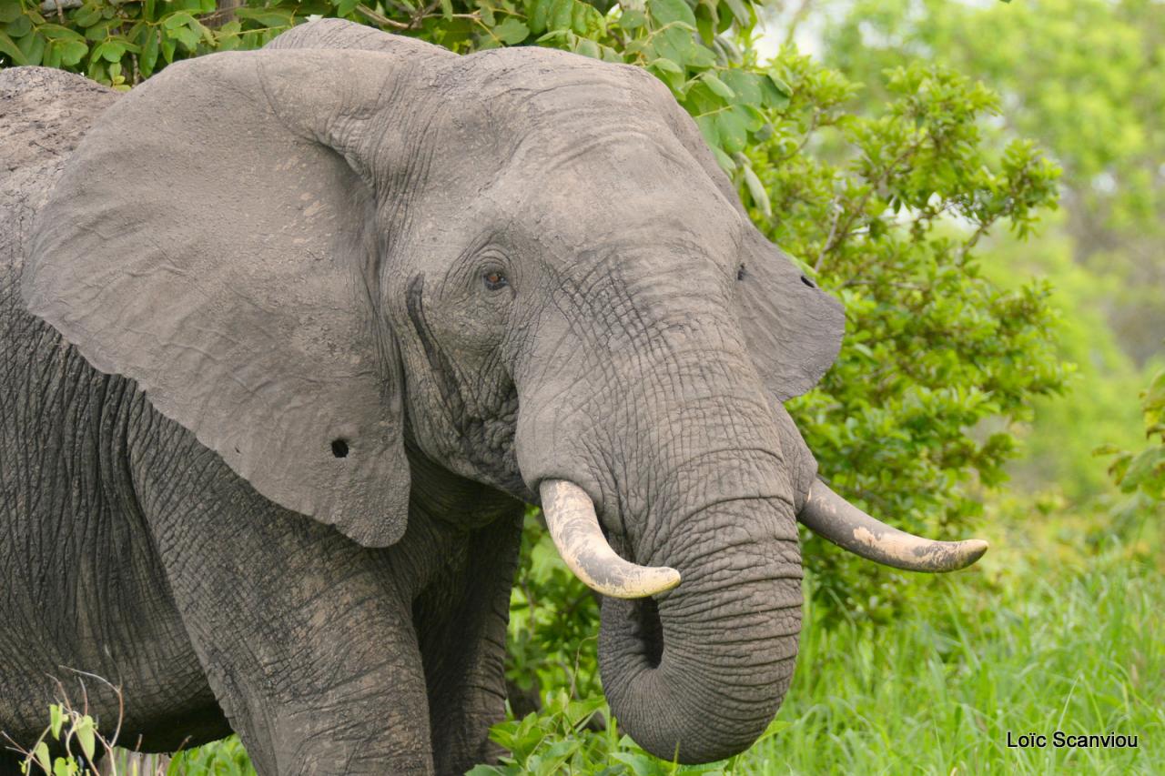 Eléphant (3)