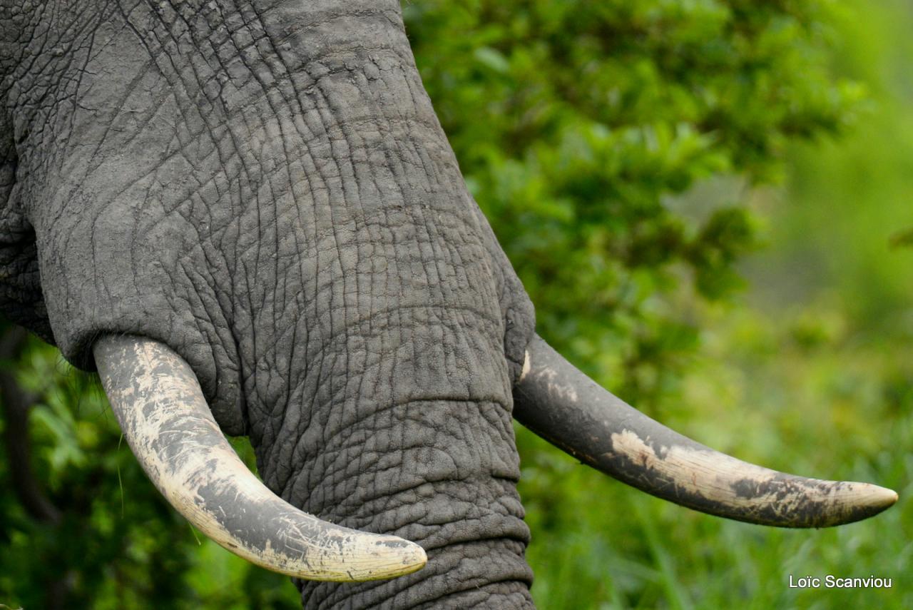 Eléphant (4)