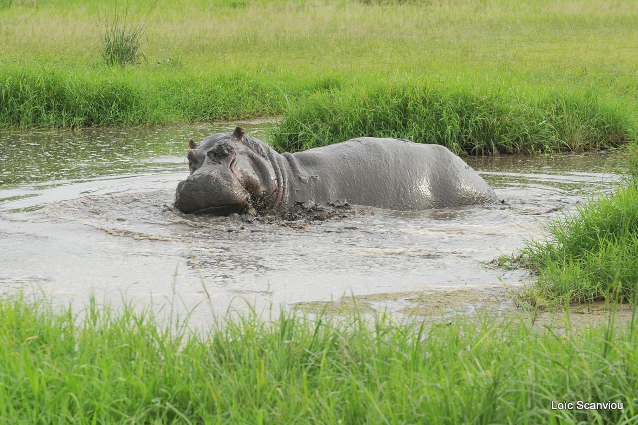 Hippopotame/Hippopotamus (22)