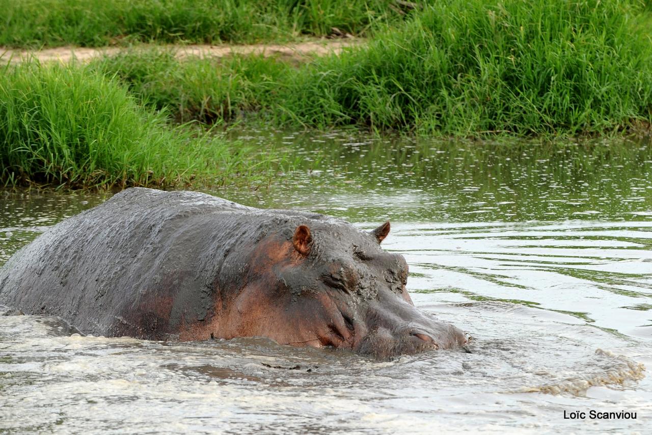 Hippopotame/Hippopotamus (23)