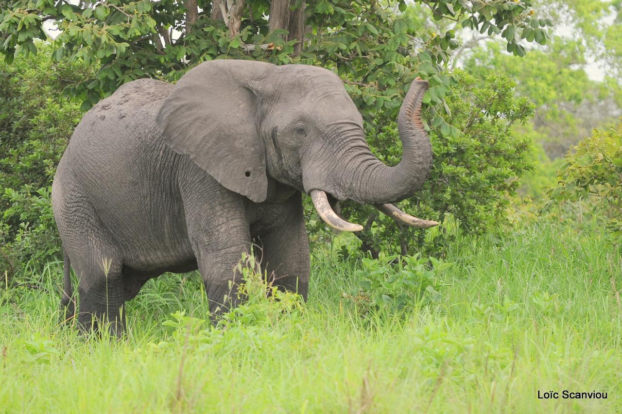 Eléphant (5)